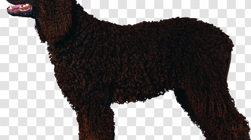 Irish Water Spaniel Curly-Coated Retriever Poodle American Spanish Dog - Canidae - Curly Transparent PNG