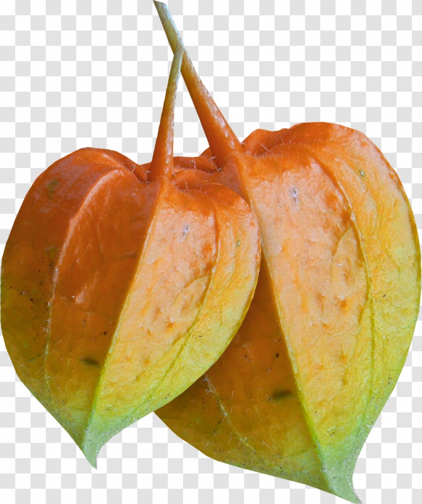 Download Auglis Clip Art - Flower - Autumn Leaves Transparent PNG