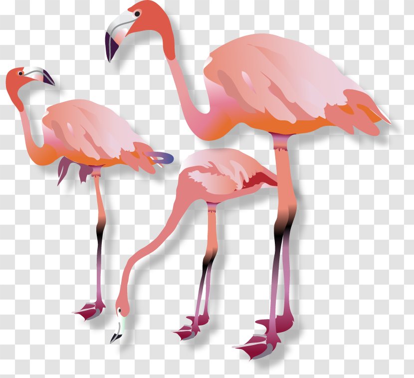 Vertebrate Water Bird Beak Flamingo - Pink M - Flamingos Transparent PNG