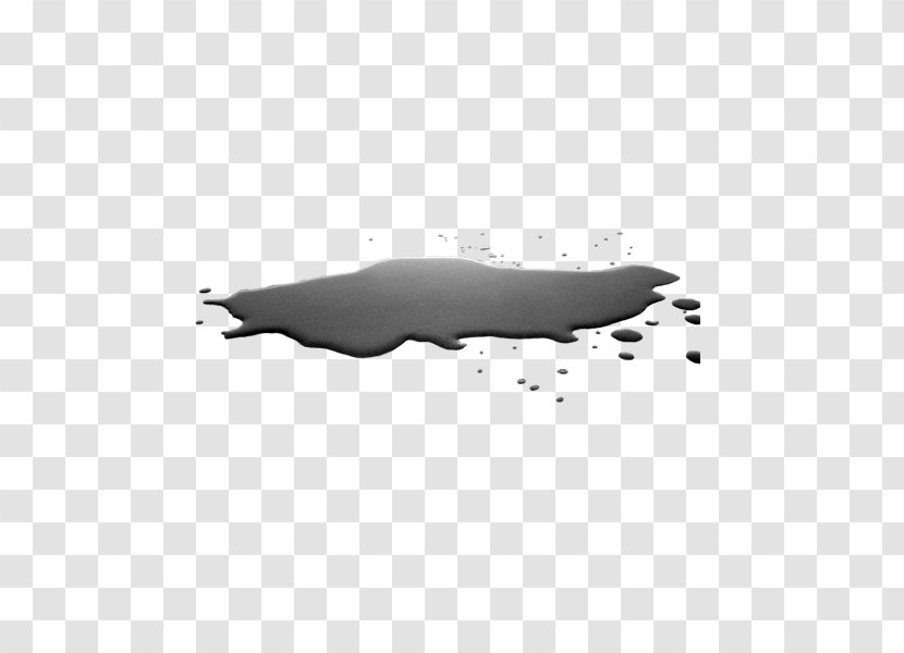 Sea Lion Marine Mammal Pinniped Black And White - Dolphin - Puddle Transparent PNG