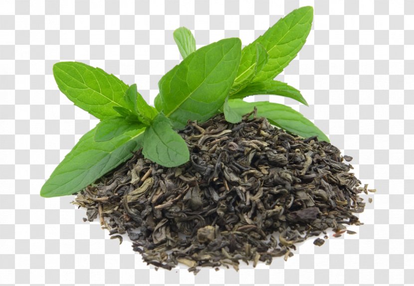 Green Tea Assam Matcha Oolong - Indian Culture Transparent PNG