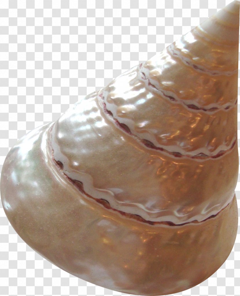 Sea Snail Seashell Conch Transparent PNG