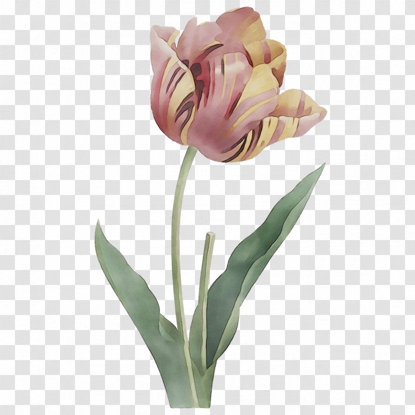 Garden Tulip Stock Photography Image Illustration - Alamy - Poster Transparent PNG