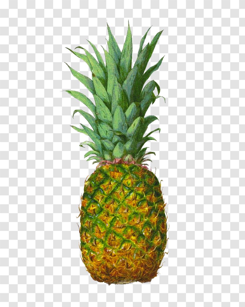 Pineapple Juice Tropical Fruit Transparent PNG