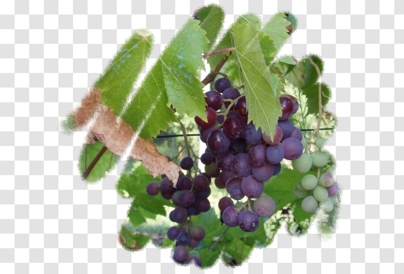 Grape Zante Currant Huckleberry Blueberry Bilberry - Grapevine Family Transparent PNG