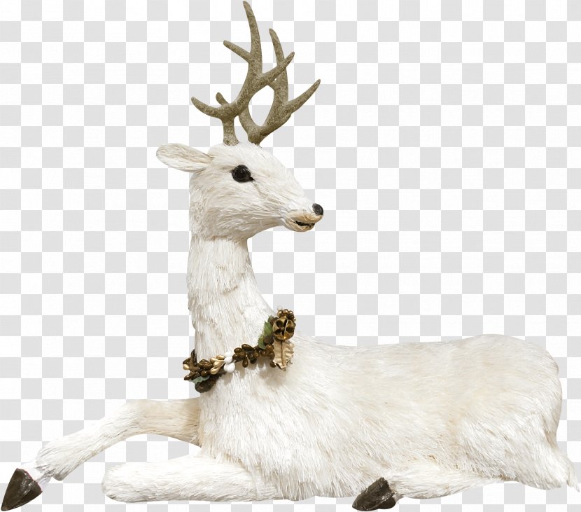 Reindeer Elk - Fur - White Cute Goat Transparent PNG