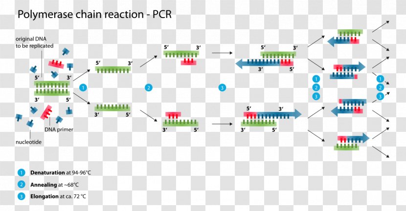 Digital Polymerase Chain Reaction DNA - Organization - Hematology Transparent PNG