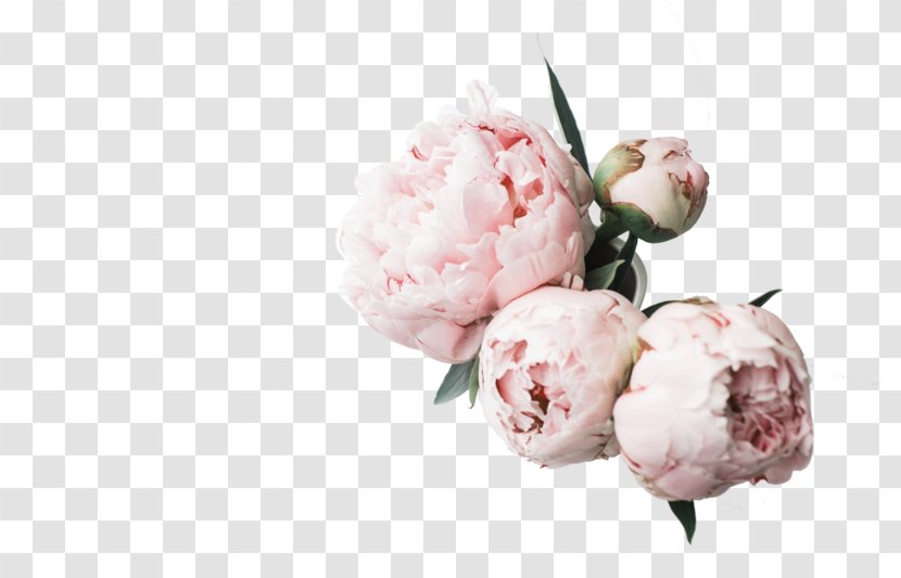 Desktop Wallpaper Peony High-definition Television Computer - Pink Flowers - Peonies Transparent PNG