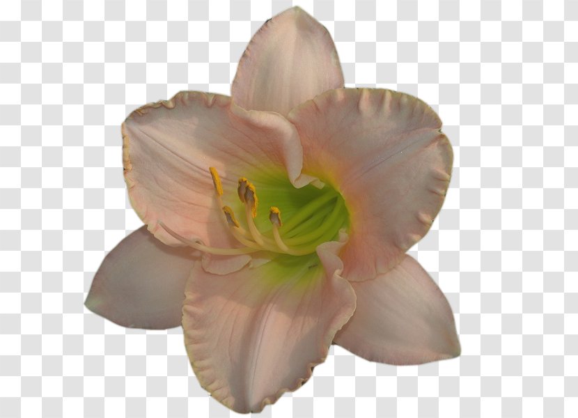 Clip Art Petal Pixel Daylily - Belladonna Transparent PNG