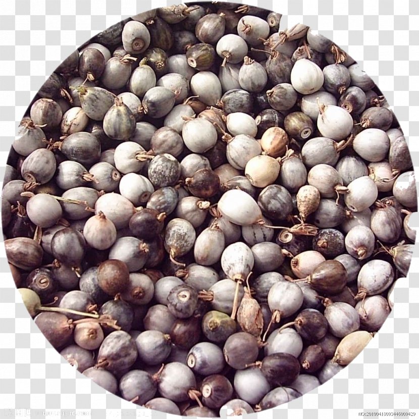 Adlay Seed U3088u304fu82e1u4ec1 Chinese Herbology Grasses - Juniper Berry - Original Barley Beans Transparent PNG