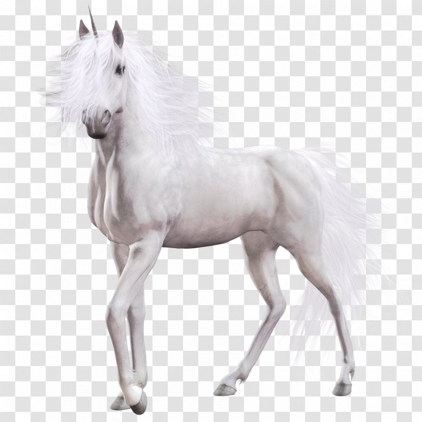 White Horse Country Club Equine Coat Color - Unicorn Transparent PNG