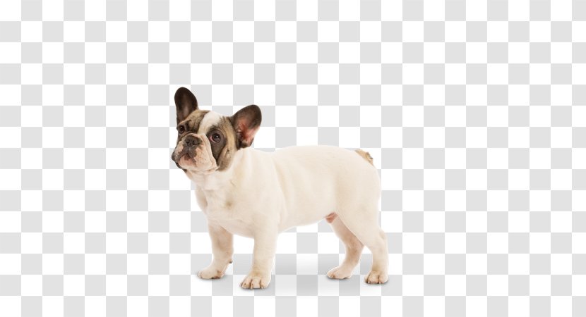 French Bulldog Toy Dog Breed Puppy - Fawn Transparent PNG