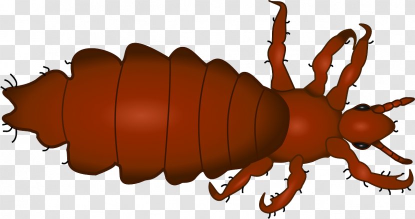Head Louse Insect Lice Infestation Clip Art - Hematophagy Transparent PNG