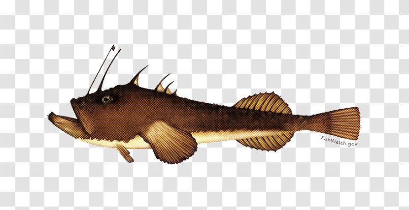 Fish Catfish Transparent PNG