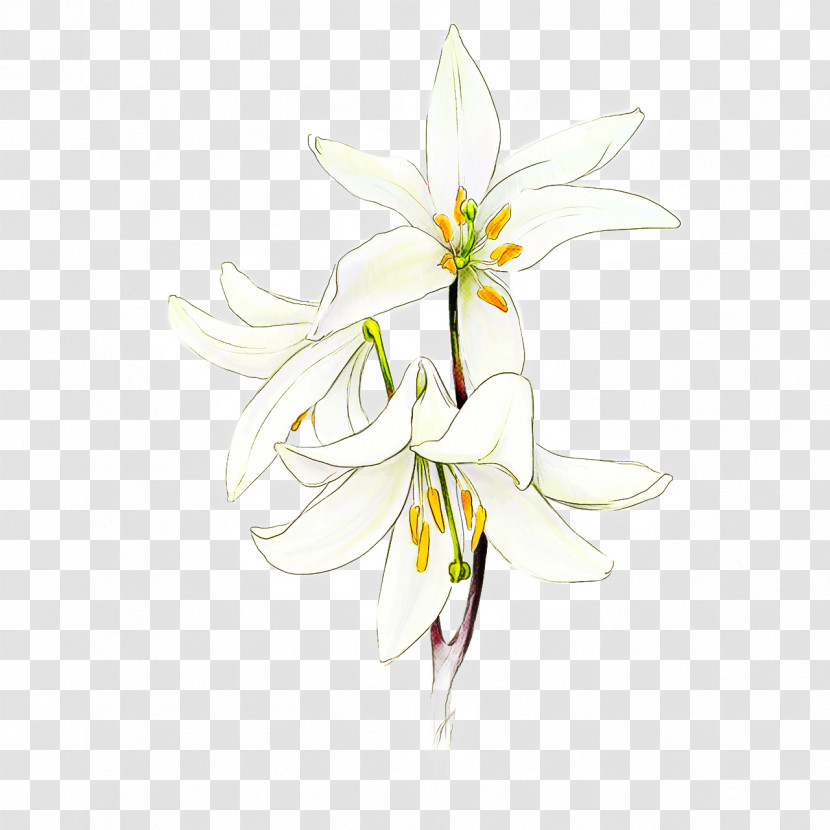 Flower White Plant Petal Pedicel Transparent PNG