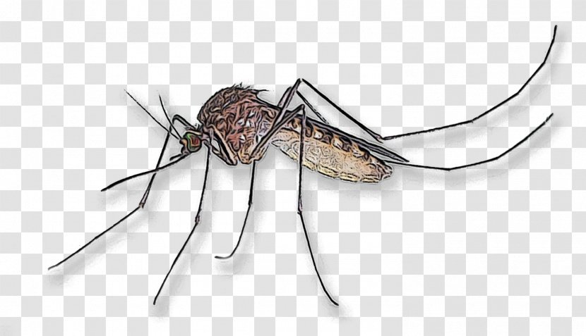 House Cartoon - Pest - Fly Transparent PNG