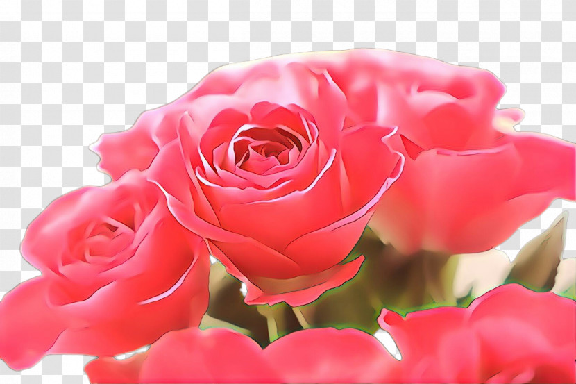 Garden Roses Transparent PNG