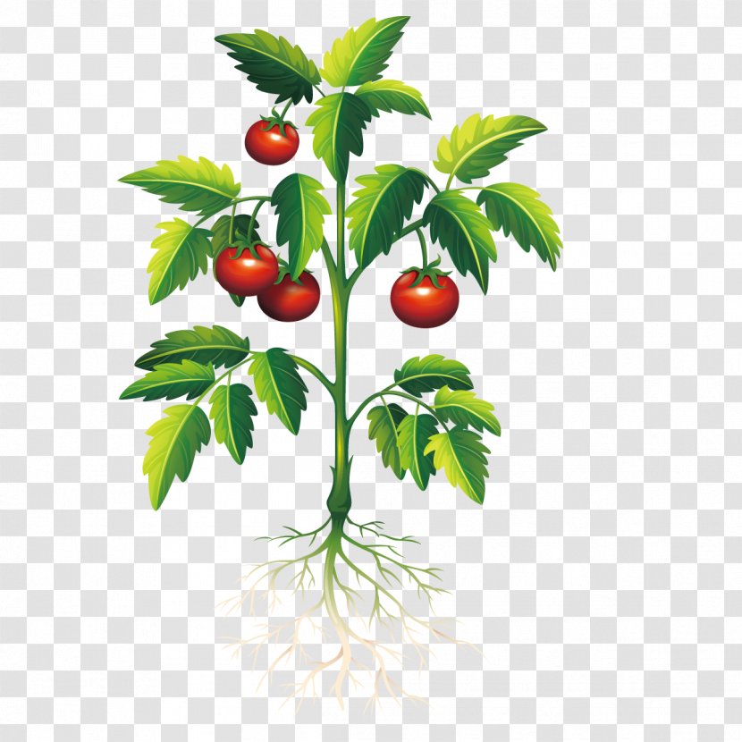 Plant Tomato Clip Art - Stock Photography - Vector Transparent PNG