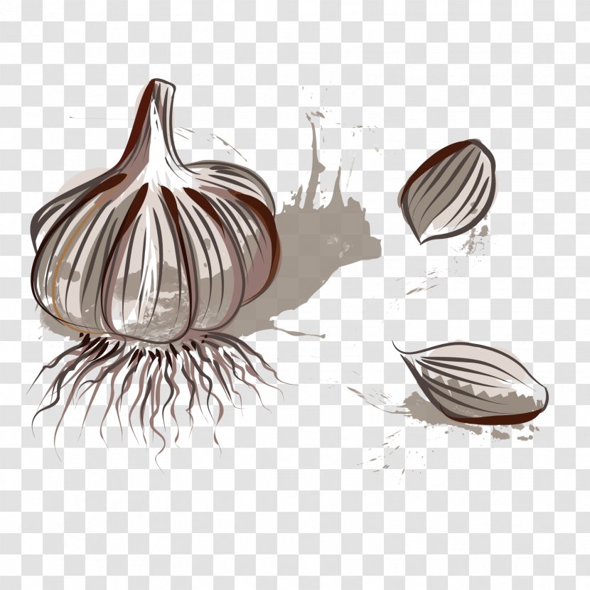 Google Images - Designer - Vector Garlic Transparent PNG