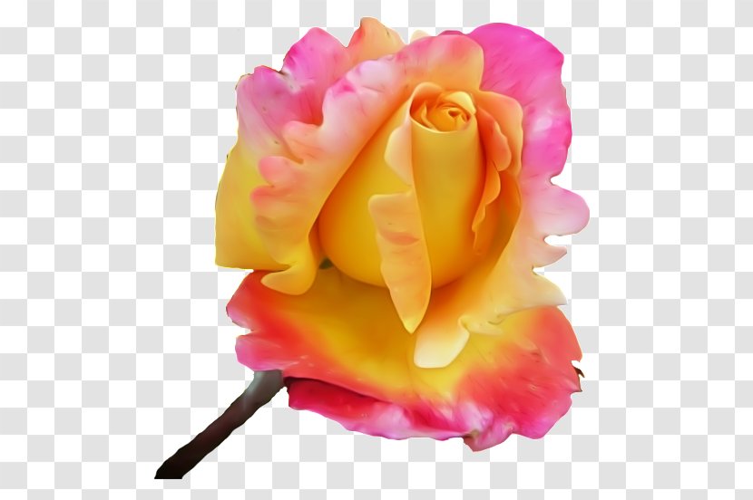 Garden Roses Flower GIF Petal - Cut Flowers Transparent PNG