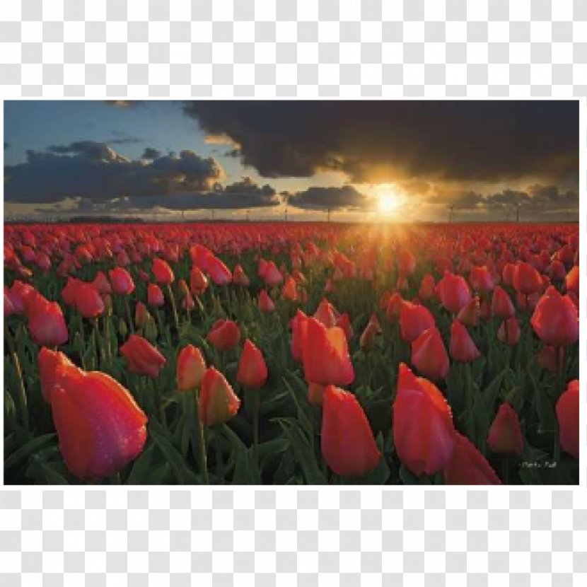 Canadian Tulip Festival Netherlands Tulips Of The Valley - Petal - Chilliwack SunsetTulip Transparent PNG