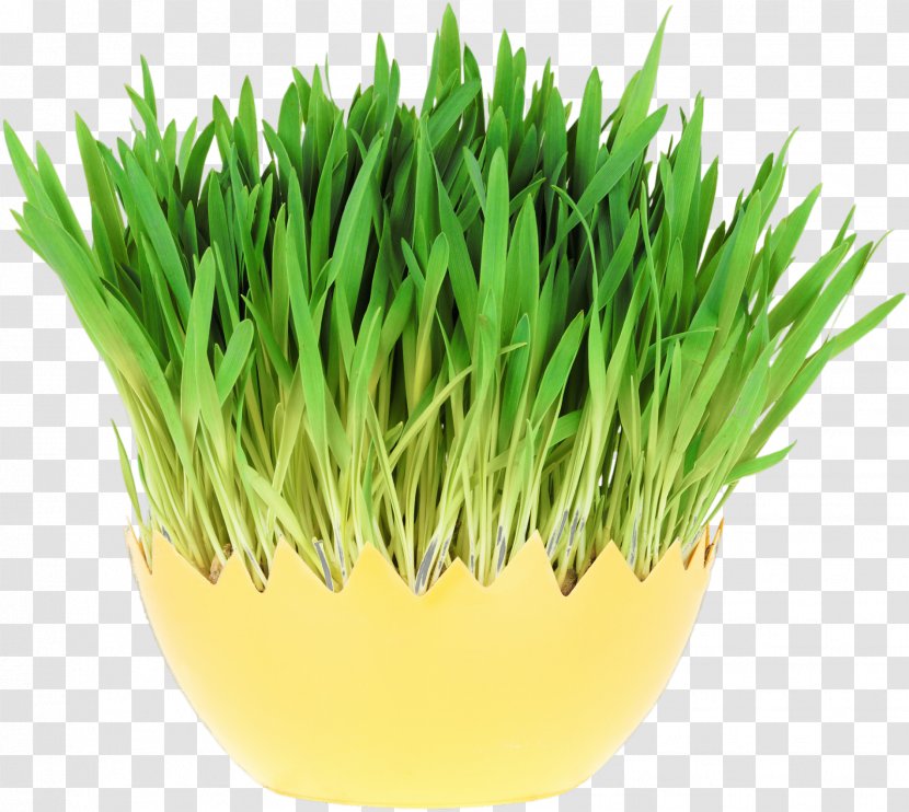 Wheatgrass Royalty-free Stock Photography Depositphotos Wheat Sprout - Grasses - Spring Grass Transparent PNG