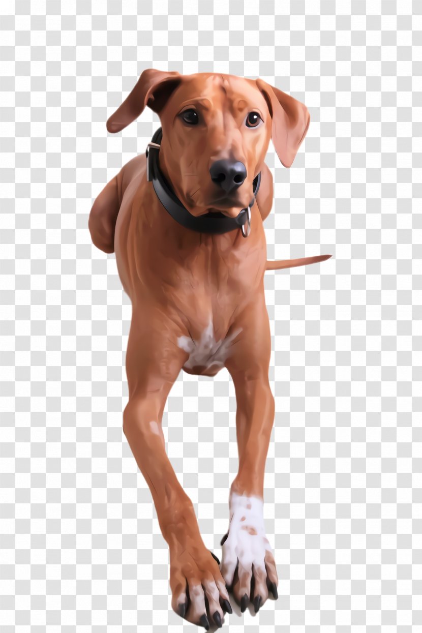 Dog And Cat - Portuguese Pointer Redbone Coonhound Transparent PNG