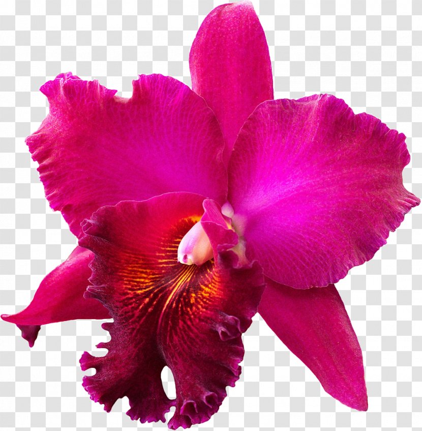 Crimson Cattleya Christmas Orchid Orchids Stock Photography - Seed Plant - Orquideas Transparent PNG