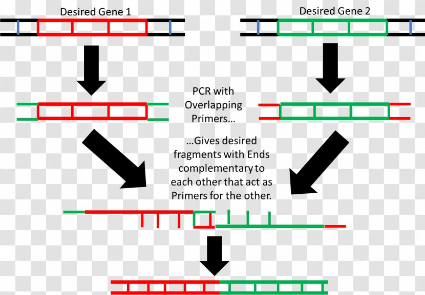 Overlap Extension Polymerase Chain Reaction Restriction Enzyme Gene - Genetics Transparent PNG