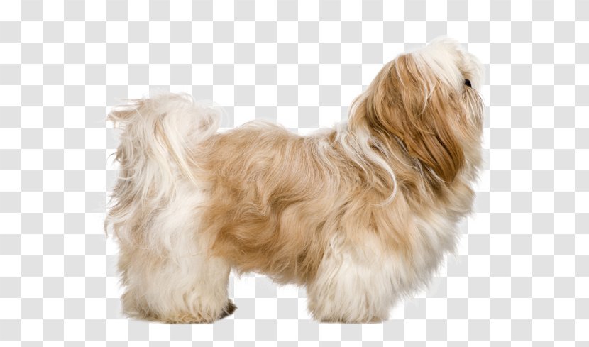 Shih Tzu Lhasa Apso Puppy Maltese Dog Breed - Rare - Shihtzu Transparent PNG