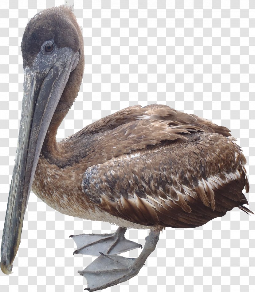 Brown Pelican American White Clip Art - 2d Computer Graphics - POLLUTION Transparent PNG