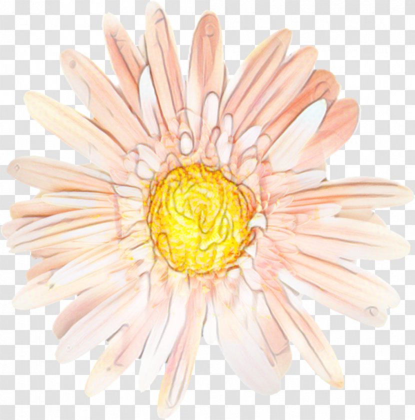 Flowers Background - Plant - Wildflower Chamomile Transparent PNG
