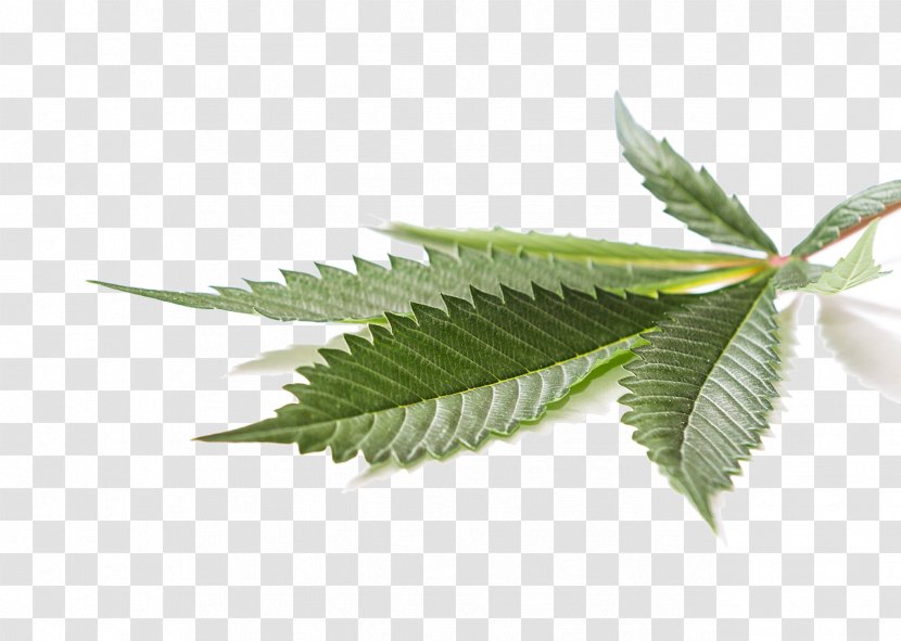 Medical Cannabis Cannabidiol Hemp Leaf - Health Canada - Pot Transparent PNG