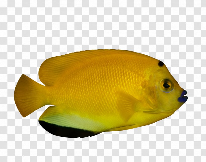 Ornamental Fish Tropical Deep Sea Transparent PNG