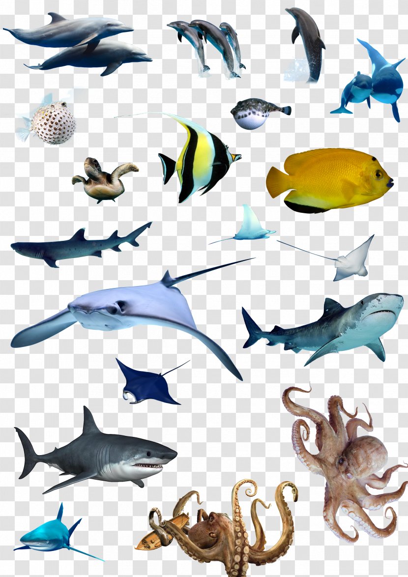 Marine Biology Download - Fish - Ocean Transparent PNG
