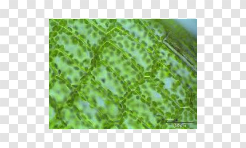 Light Plant Cell Microscope - Science Transparent PNG