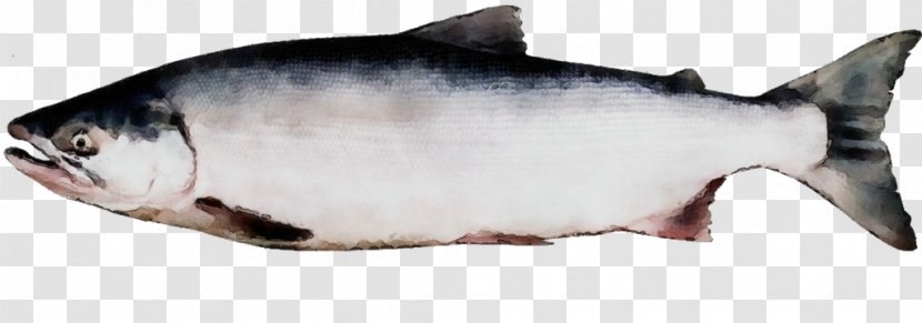 Fish Products Oily Sockeye Salmon - Coho - Bonyfish Requiem Shark Transparent PNG
