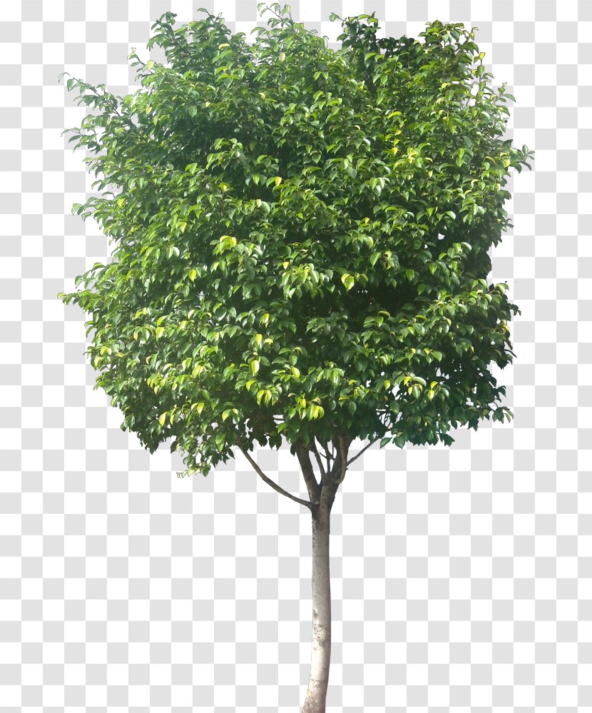 Weeping Fig Common Tree - Leaf Transparent PNG