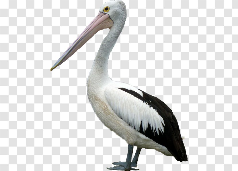 Crane Bird - Great White Pelican - Ibis Cranelike Transparent PNG