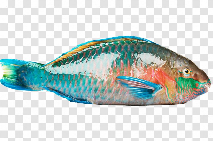 Parrotfish Flounder Japanese Amberjack Yellowtail - Fish Transparent PNG