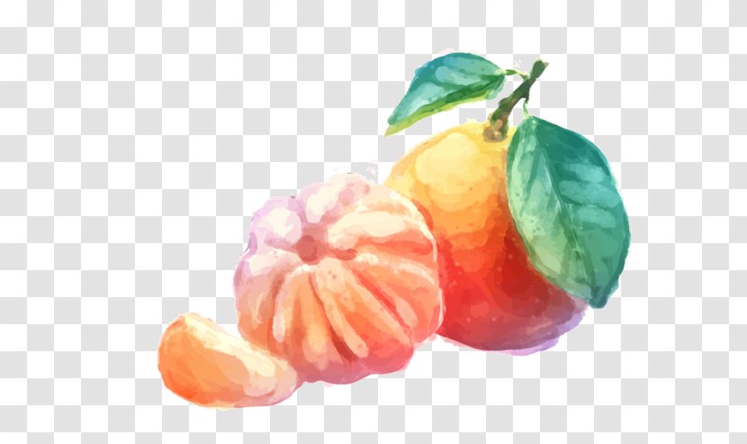 Mandarin Orange Tangerine Drawing Transparent PNG