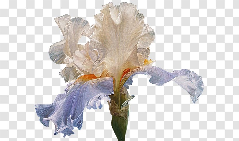 File Format Clip Art Flower Adobe Photoshop - Iris Transparent PNG