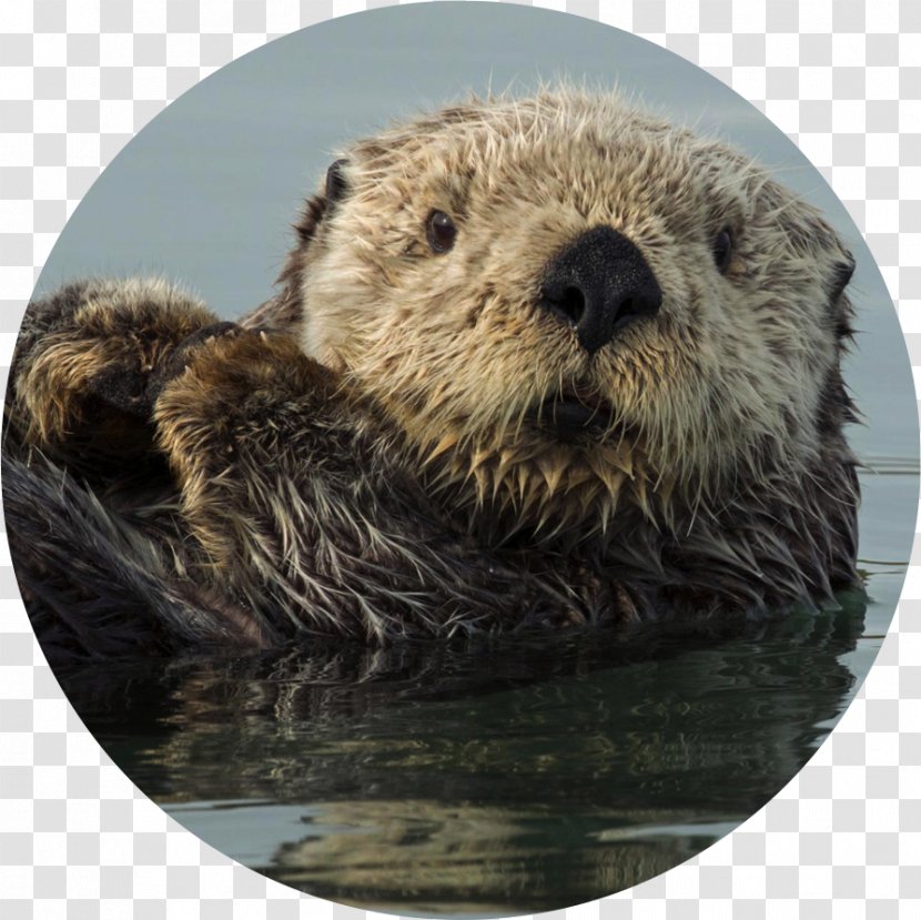 Sea Otter Otters Bébé Loutre De Mer Marine - Carnivoran - Pangolin Transparent PNG