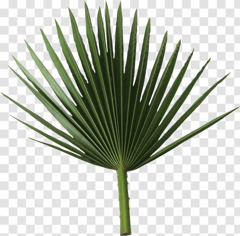 Arecaceae Sabal Palm Branch Frond Leaf - Tree - Date Transparent PNG