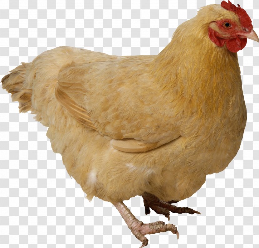 Fried Chicken - Beak - Image Transparent PNG