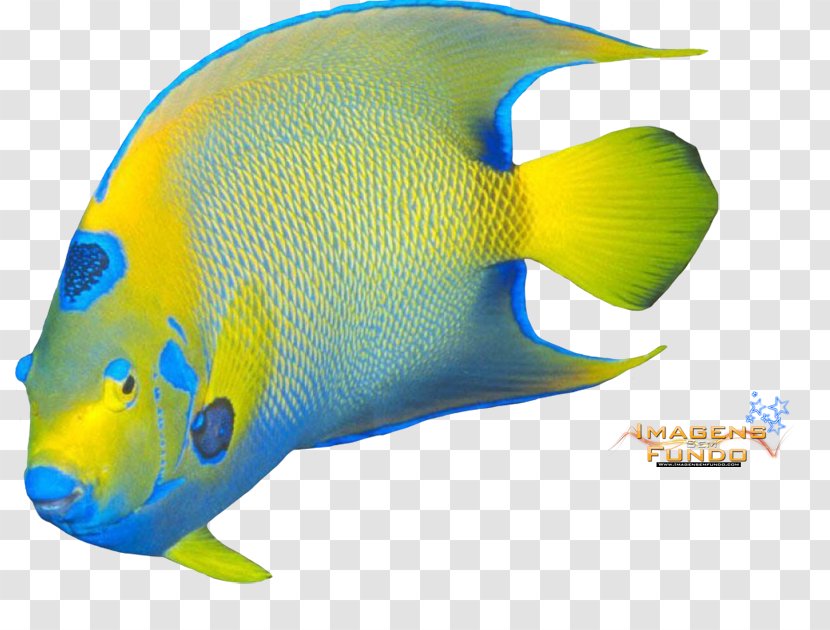 Marine Biology Mammal Product Design Fish - Peixe Transparent PNG