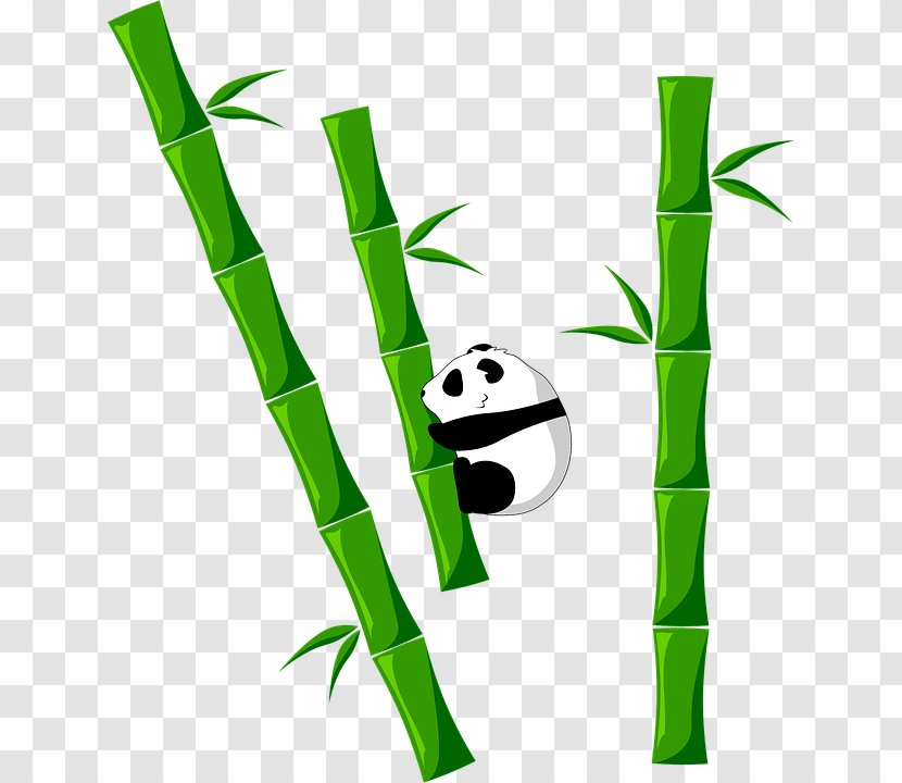 Tropical Woody Bamboos Giant Panda Food Clip Art - Bamboo - Bambu. Transparent PNG