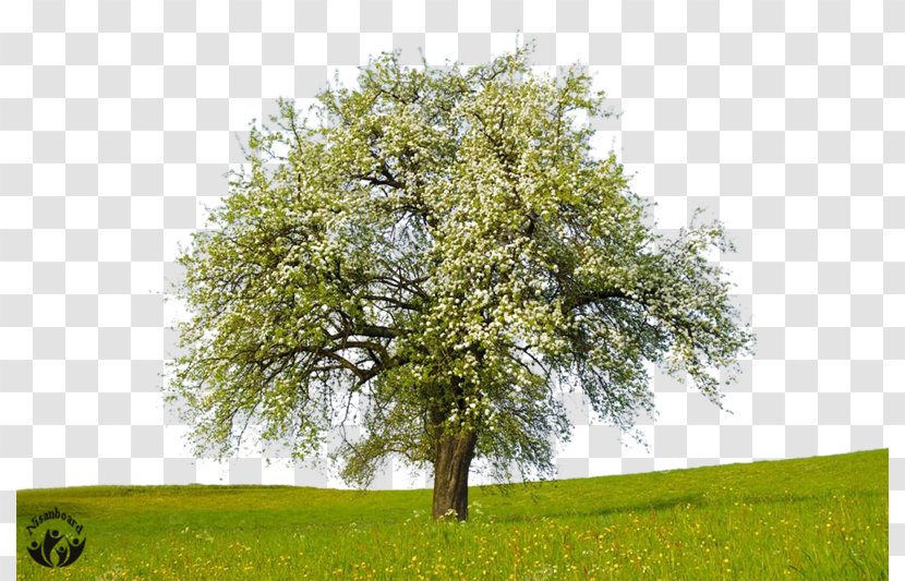 Stock Photography Apple Tree - Plant Transparent PNG