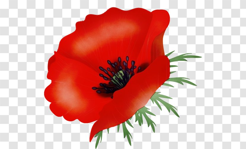 Flower Flowering Plant Red Petal - Adonis - Coquelicot Transparent PNG