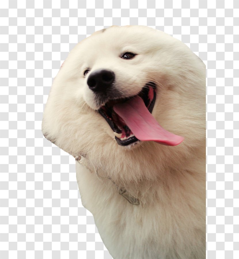 Samoyed Dog German Shepherd Rough Collie Karelian Bear Border - Nose - Tongue Of The Transparent PNG